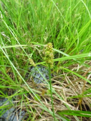 Carex triangularis