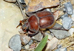 Eubolbitus radoszkowskii