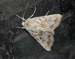 Xestia senescens