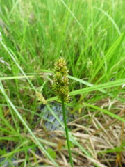 Carex triangularis