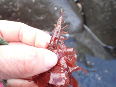 Dasyclonium adiantiformis