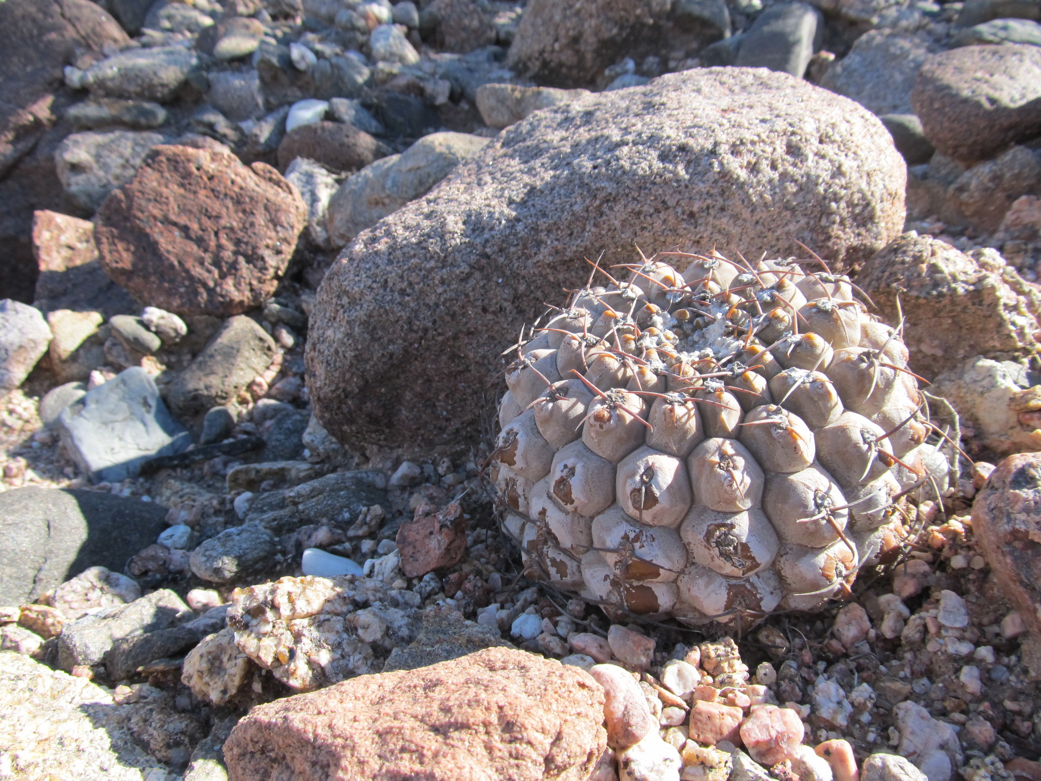 Gymnocalycium glaucum