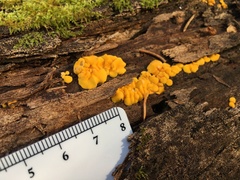 Calycina confluens
