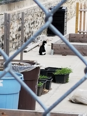 Felis catus