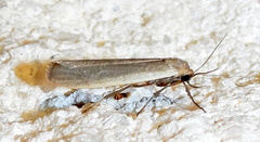 Crambidia myrlosea