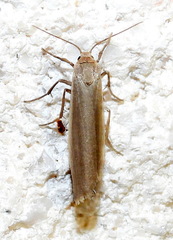 Crambidia myrlosea