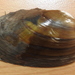 Thick-shelled Mussel - Photo (c) Degtyarev Nikolai Ivanovich, some rights reserved (CC BY-NC), uploaded by Degtyarev Nikolai Ivanovich