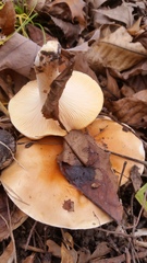 Hygrophorus subsalmonius