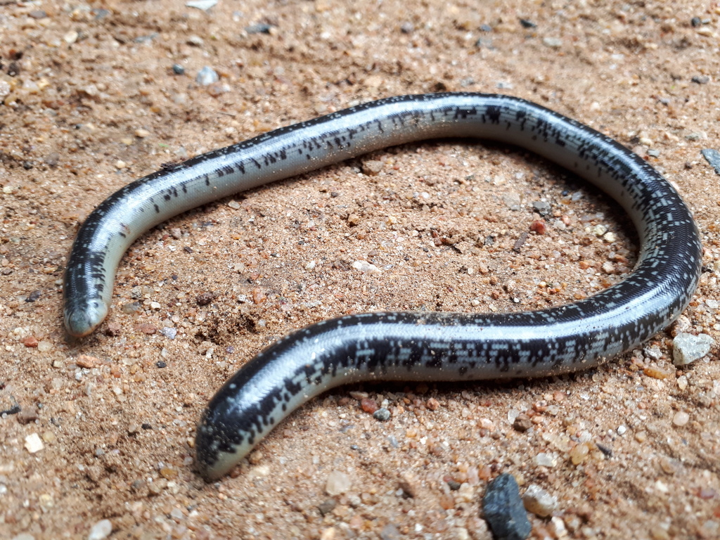Schlegel's Giant Blind Snake