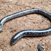 Schlegel’s Beaked Blind Snake - Photo (c) Matthew Clarke, some rights reserved (CC BY-NC), uploaded by Matthew Clarke