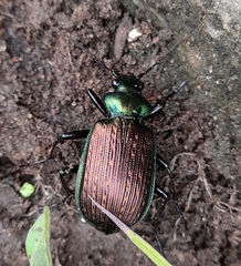 Calosoma alternans