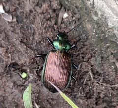 Calosoma alternans