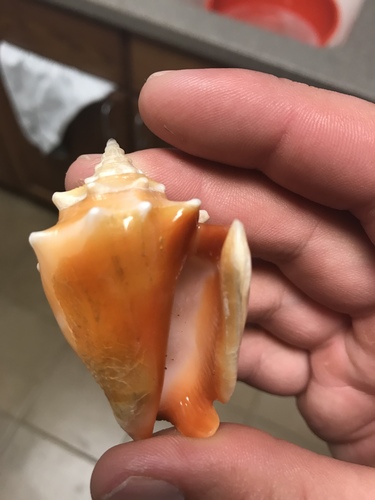 Fighting Conch