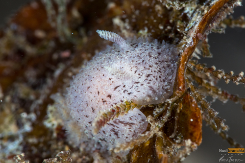 Hairy Spiny Dorid