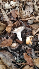 Hygrophorus subsalmonius