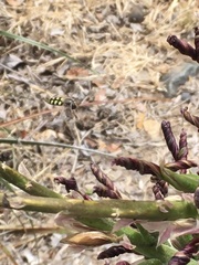 Austroscaeva occidentalis