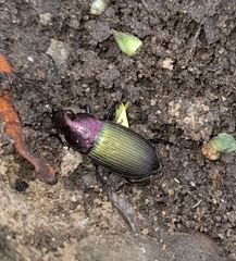 Neoaulacoryssus speciosus