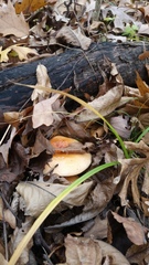 Hygrophorus subsalmonius