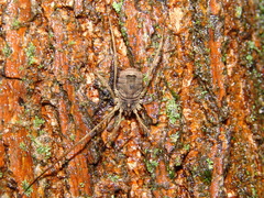 Lacinius horridus
