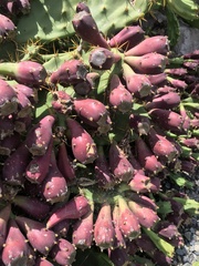 Opuntia