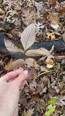 Hygrophorus subsalmonius