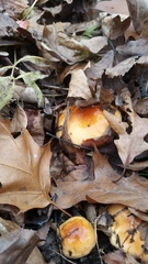 Hygrophorus subsalmonius