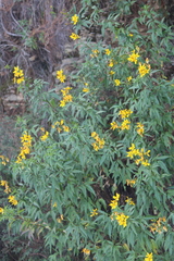 Electranthera mutica