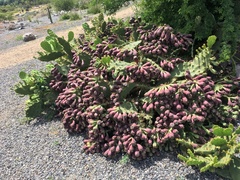 Opuntia