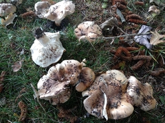 Tricholoma cedretorum