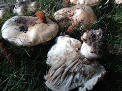 Tricholoma cedretorum