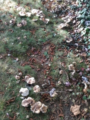 Tricholoma cedretorum