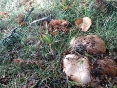 Tricholoma cedretorum
