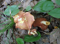Chalciporus rubinellus