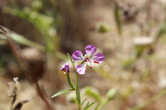 Clarkia delicata