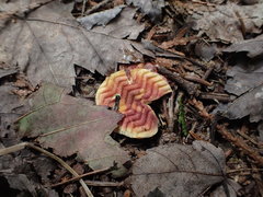 Chalciporus rubinellus