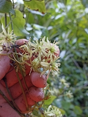 Clematis cunninghamii