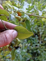Clematis cunninghamii