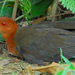 Red-legged Crakes and Allies - Photo (c) TJ Parpan, some rights reserved (CC BY)