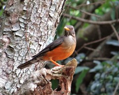 Turdus olivaceus pondoensis