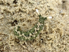Thuridilla carlsoni
