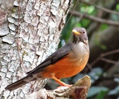 Turdus olivaceus pondoensis