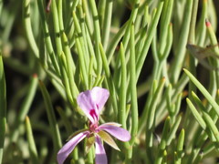 Pelargonium laevigatum oxyphyllum