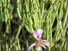 Pelargonium laevigatum oxyphyllum