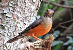 Turdus olivaceus pondoensis