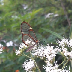 Episcada hymenaea hymenaea