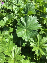 Sidalcea hendersonii