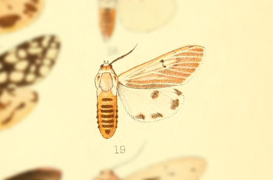 Aloa albistriga