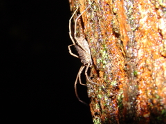 Lacinius horridus