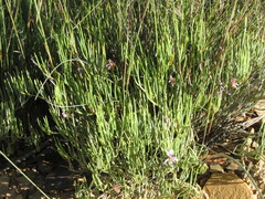 Pelargonium laevigatum oxyphyllum