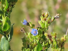 Lobostemon glaucophyllus